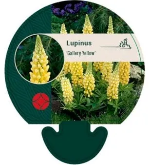 Trädgårdslupin